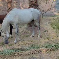 اسب|اسب و تجهیزات اسب‌سواری|بم, |دیوار