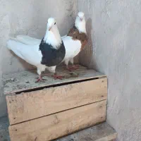 طوقی زرد خال سیاه و سرکه ای