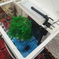 آکواریوم|ماهی|خسروشاه, |دیوار