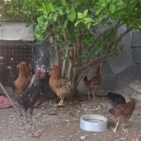 تعدادی مرغ