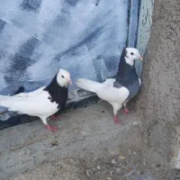 کفتر طوقی
