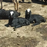 میش بره دار اصل شال