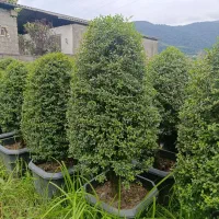 مورت پیوندی ، یاس هلندی ۱۲
