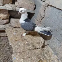 فروش 3عدد جوجه ساده با جفت تهرانی