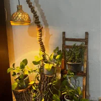 گل پتوس. استند