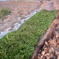 نشا گرجه