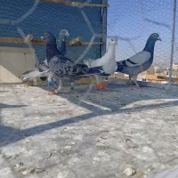 کفتر نر قلدر
