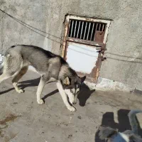 سگ هاسکی