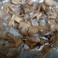 ثعلب اصل پنجه ایی