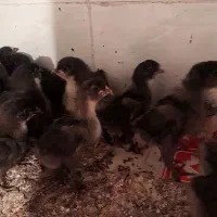 جوجه مرندی اصل