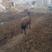 قوشتوغ درجه یک