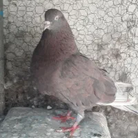 کبوتر کاشونی سرخ
