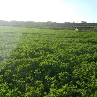 خریدار چکی پرس گندم