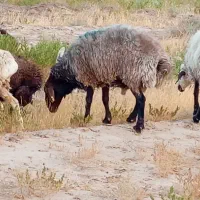 قوچ فروشی دوعدد