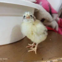 جوجه و بلدرچین