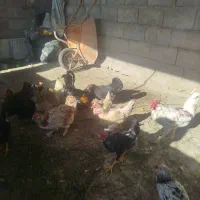 مرغ‌‌برای‌فروش