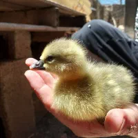 جوجه قو غاز