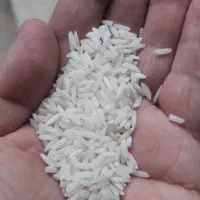 برنج طارم استخوانی درجه یک