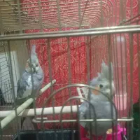 عروس هلندی نرماده