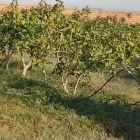 فروش-حیاط