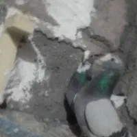 جفت سزپلنگ