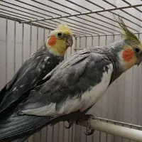 عروس هلندی سخنگو