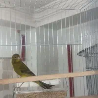قناری سبز مست مست
