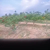 2000متر-باغ-پسته-پنج-ساله