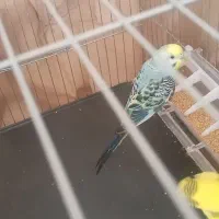 یک جفت مرغ عشق