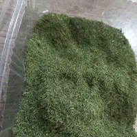 شوید محلی خشک