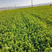 یونجه سوزنی