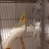 جفت عروس هلندی مولد