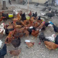 مرغ محلی تخم گذار