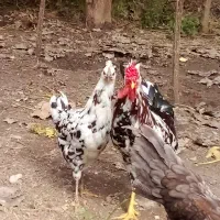مرغ و خروس فروش