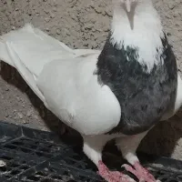 کبوترطوقی