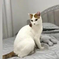 گربه خانگی بسیارنازوخوشگل حرف گوش کن
