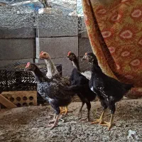 خروس و جوجه ریشو گلین