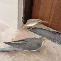 عروس هلندی