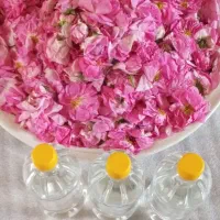 گل محمدی تازه روز و گلاب دوآتیشه اعلی