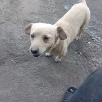 گمشده