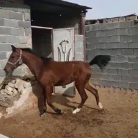 اسب