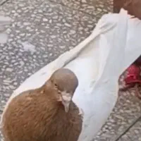 کفتر
