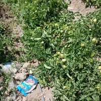 گوجه برای رب