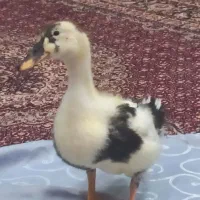 مرغابی سرحال