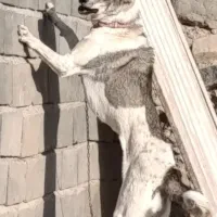 سگ نگهبان
