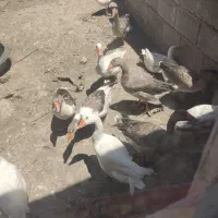 غاز