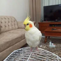 عروس هلندی نر