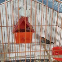 پرنده