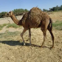 شتر|حیوانات مزرعه|دلگان, |دیوار
