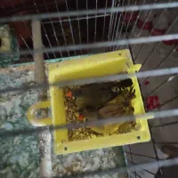 جفت فنج گنجشکی